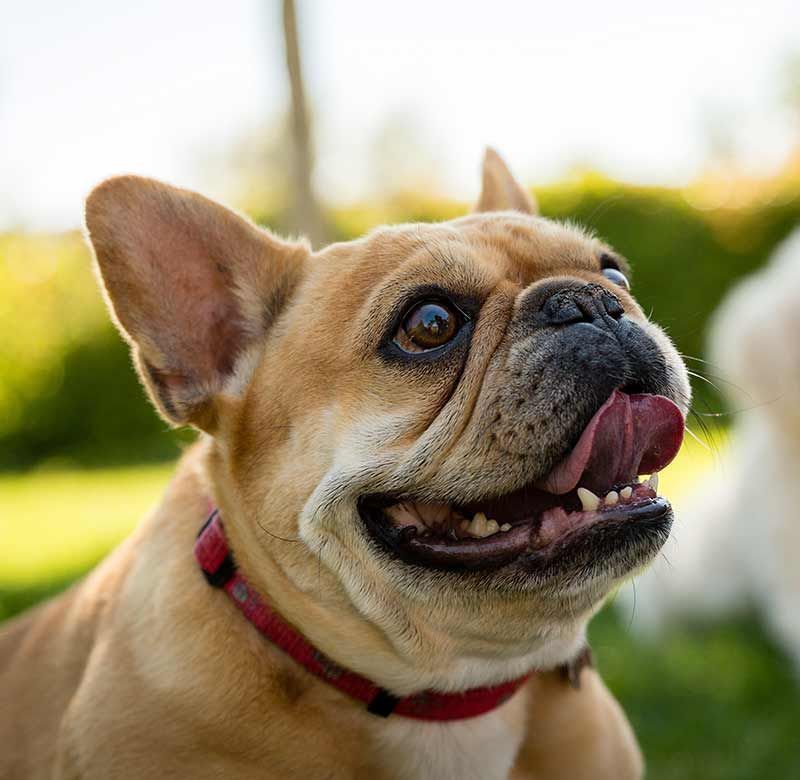 Ranskanbulldoggi - 2. suosituin koira Isossa-Britanniassa