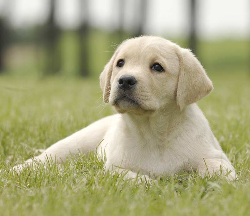 Labradorin noutaja - Ison-Britannian suosituin koira vuodelle 2018