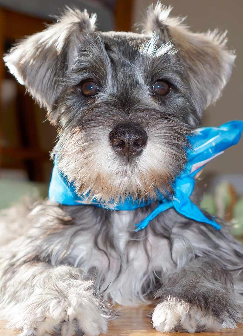 schnauzer en miniatura, el desè gos més popular del Regne Unit