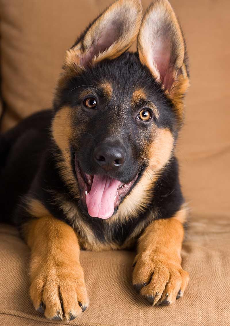 כלב הרועים הגרמני - הכלב השמיני הפופולרי ביותר בבריטניה