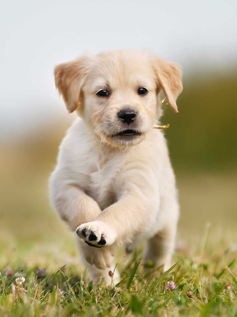 Golden Retriever - 7e chien le plus populaire au Royaume-Uni