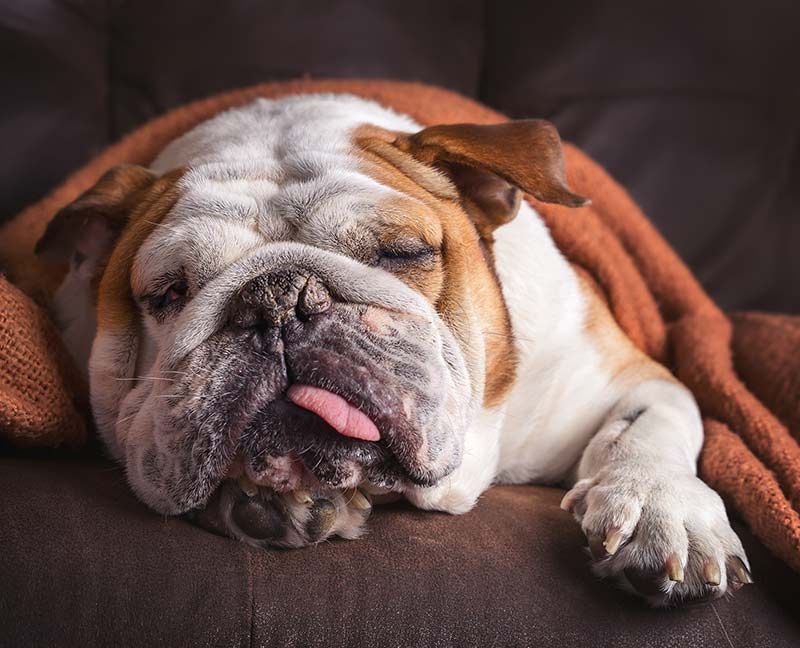 Bulldog: el 6è gos més popular del Regne Unit