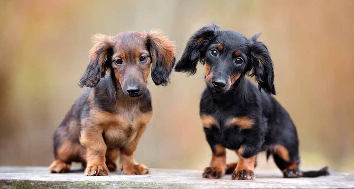 dachshund کتے نسل کی معلومات