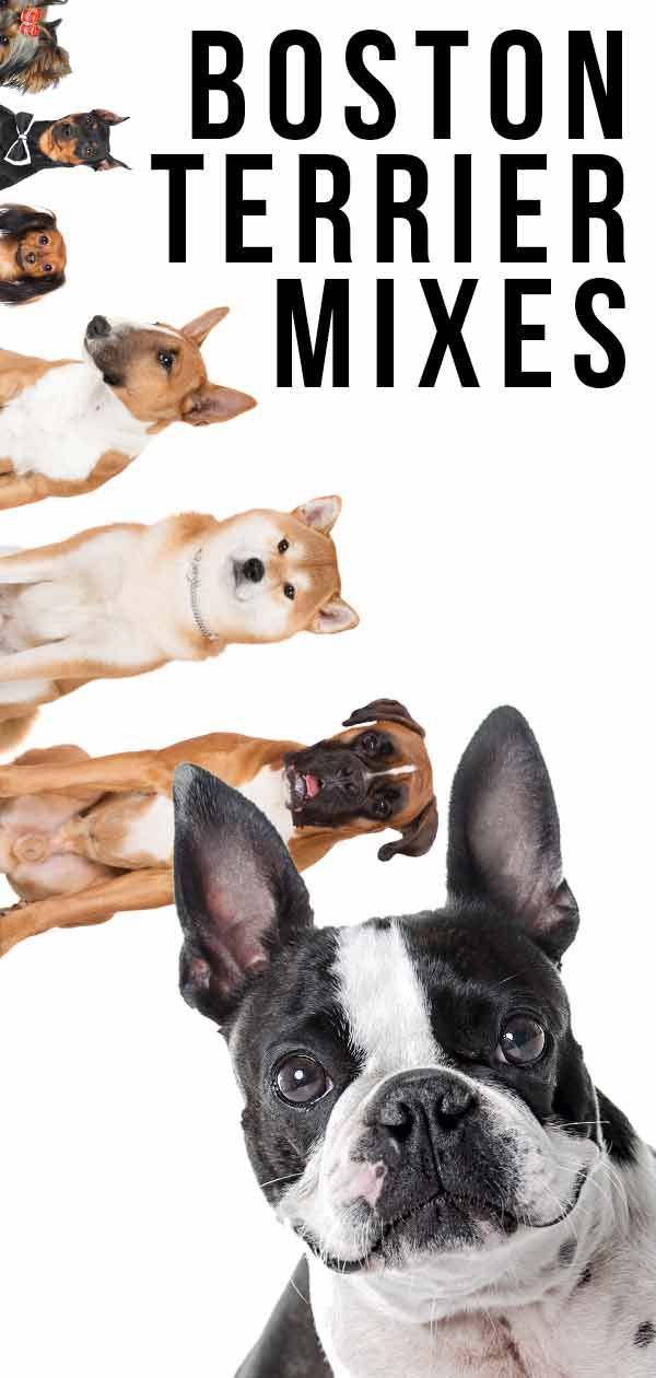 Boston Terrier-mixen - De schattigste hybriden van dit beroemde ras