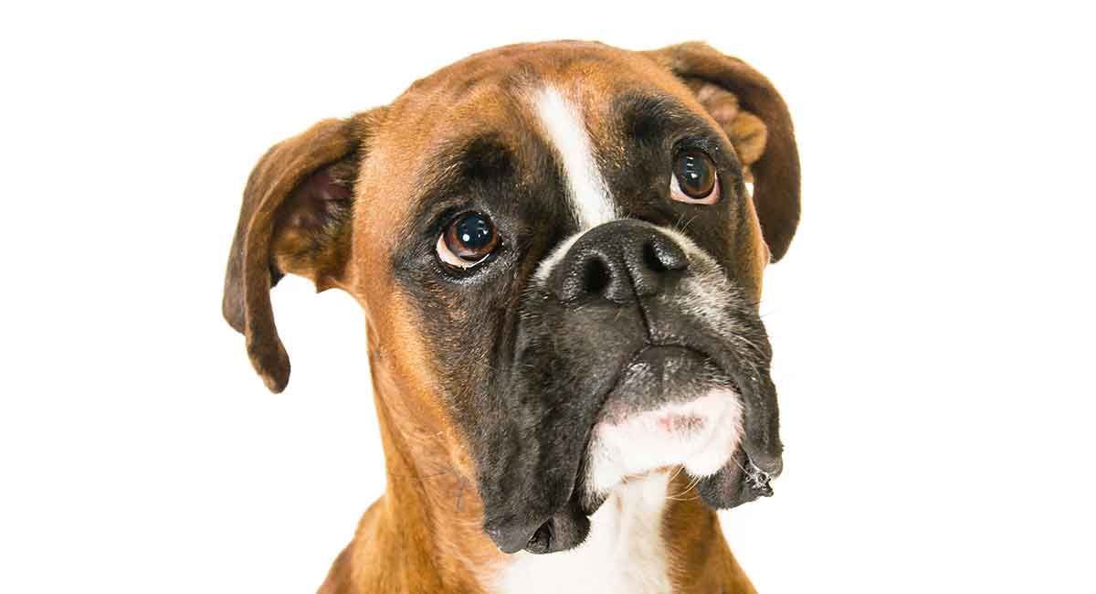 Boxer Husky Mix: Pup parfait ou race croisée folle?