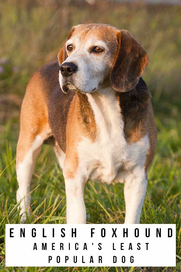 English Foxhound - Guide To America’s Least Popular Dog