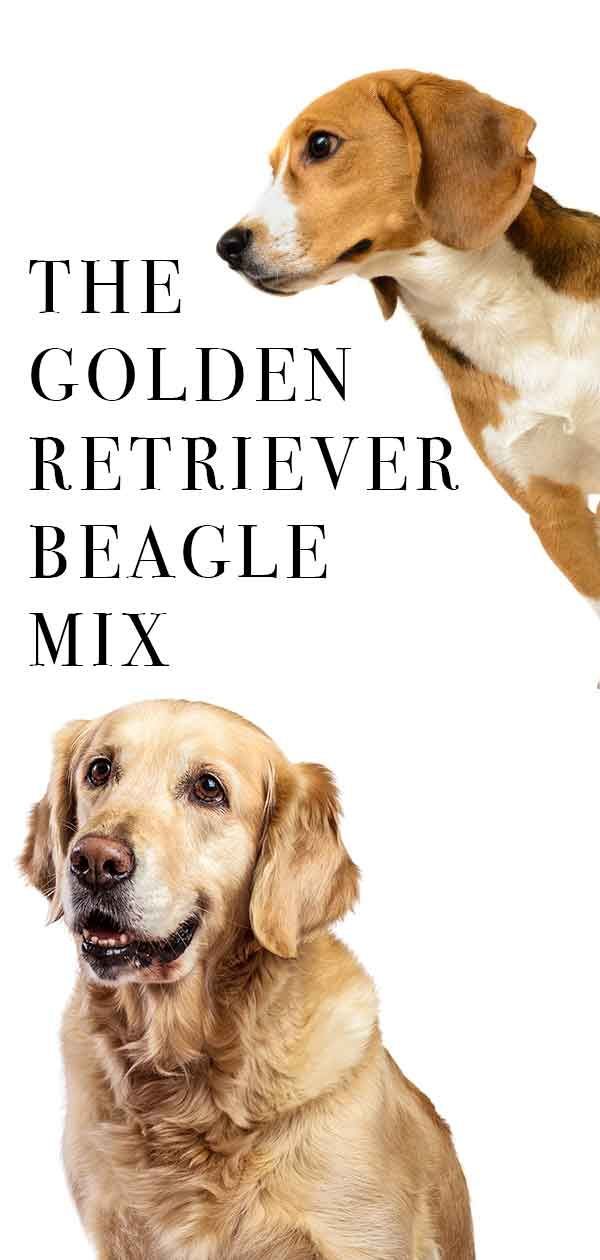 mélange de beagle golden retriever