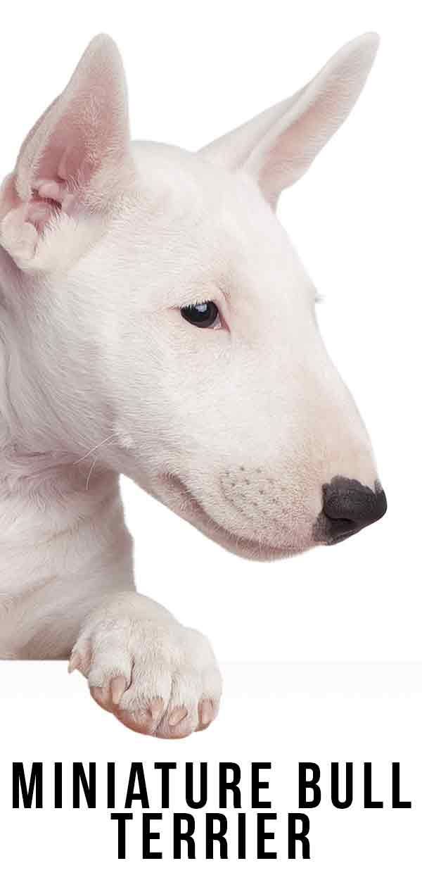 Miniature Bull Terrier - er dette din perfekte lille hvalp?