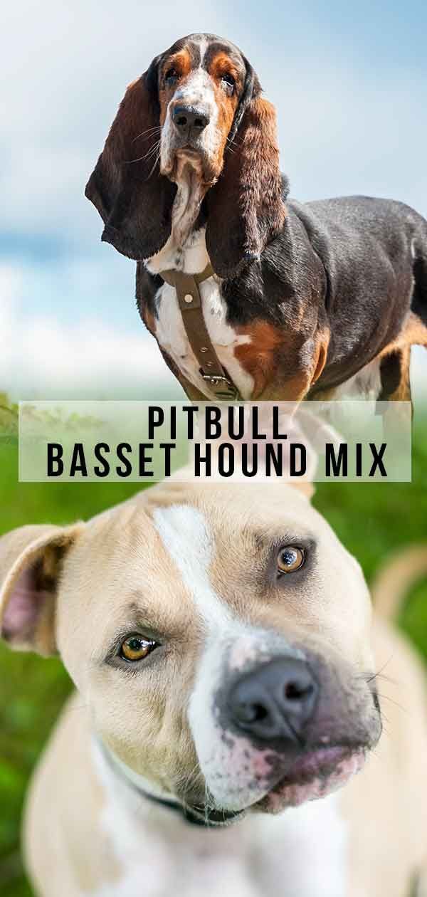 Mix Pitbull Basset Hound