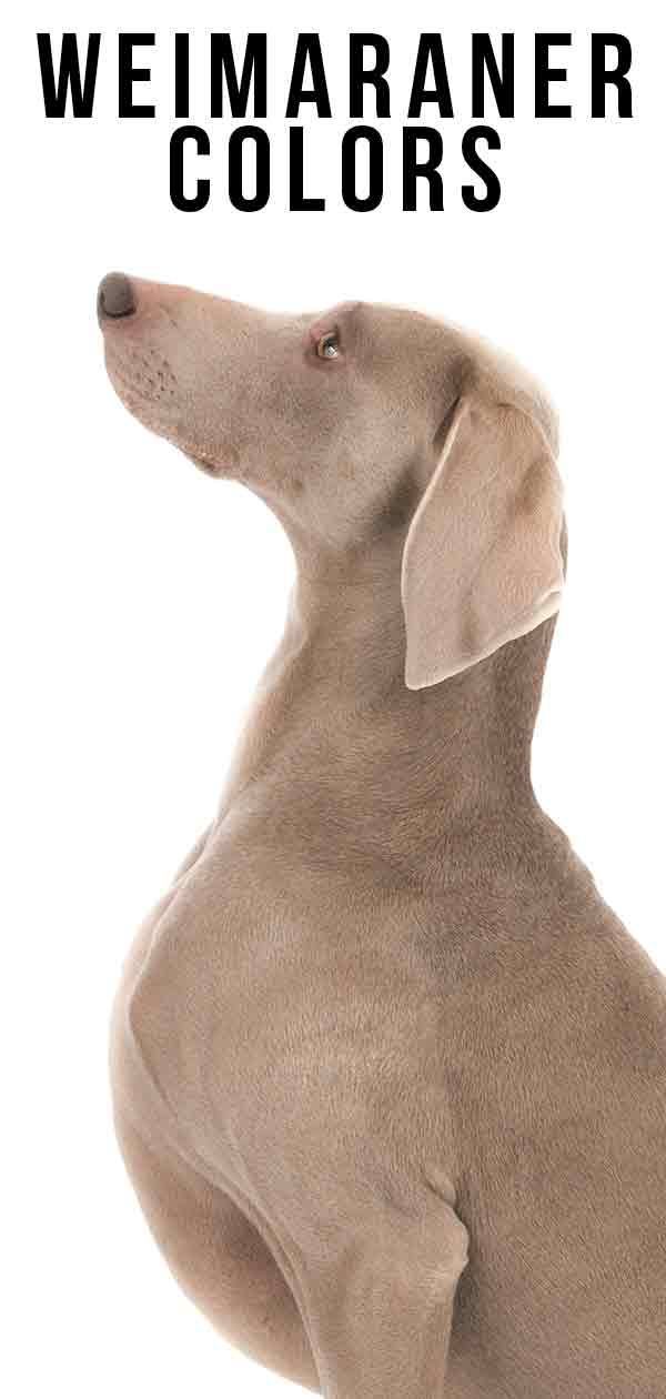 Veimaranera krāsas - Veimāras suns krāsaina pasaule