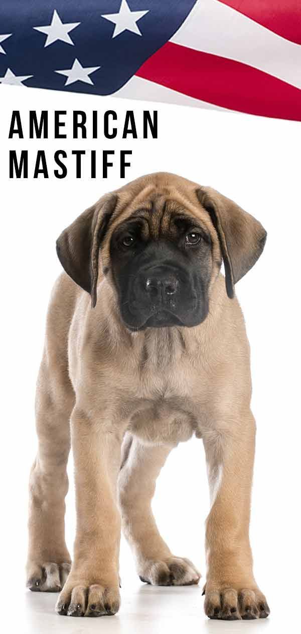 American Mastiff - Há espaço em sua vida para essa raça enorme?