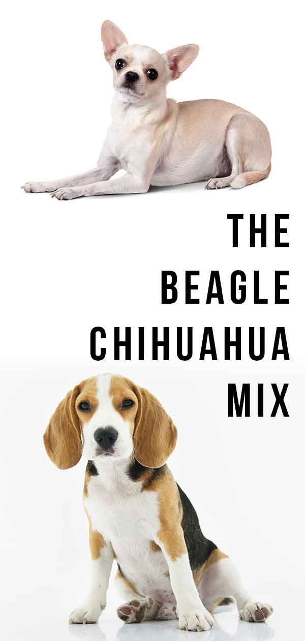 Cheagle: la barreja de chihuahua Beagle és una combinació perfecta?