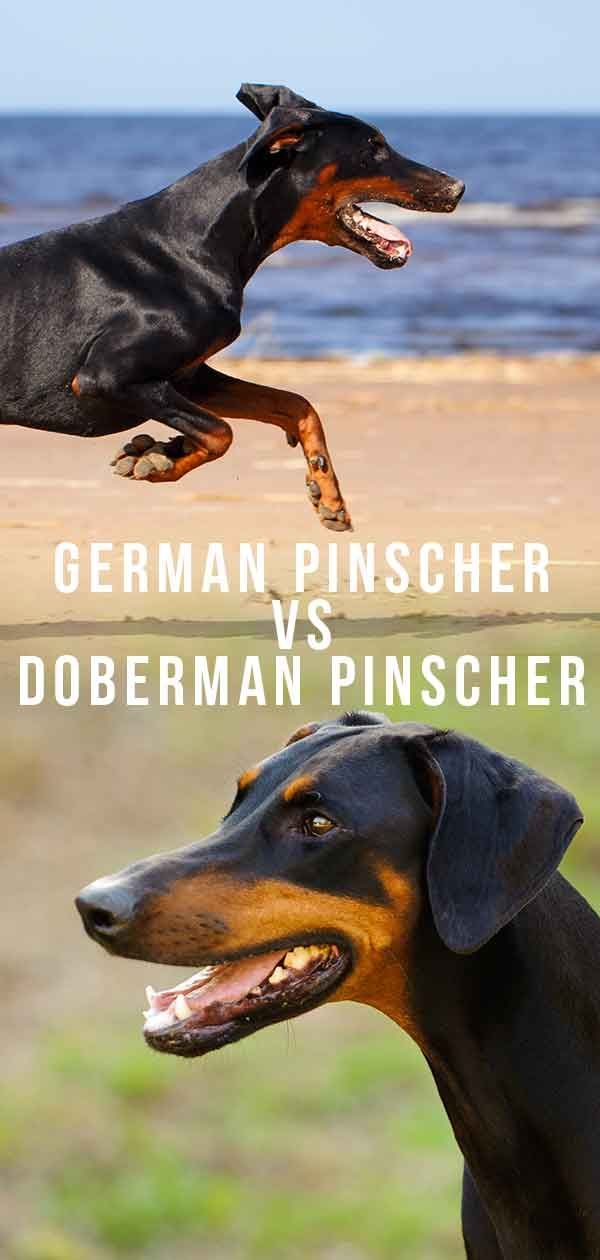 Pinscher allemand vs Doberman Pinscher: lequel vous convient le mieux?