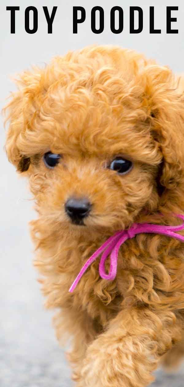 פודל צעצוע - הכל על גזע הכלבים הכי חמוד והכי חמוד בעולם