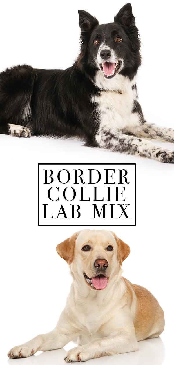 border collie lab mix