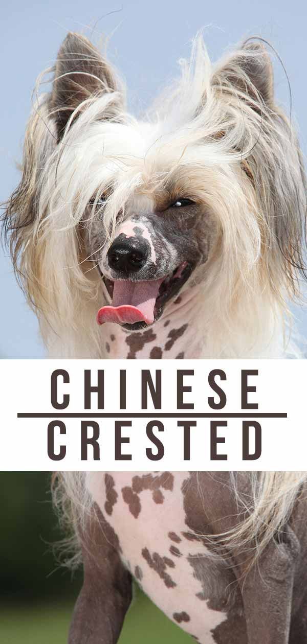 Información sobre la raza de perro con cresta chino - Powderpuff y perros con cresta