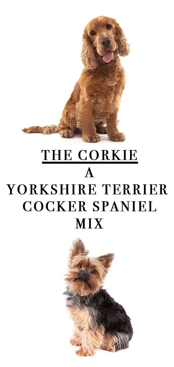 Corkie: Le Cocker Spaniel Yorkie Mix