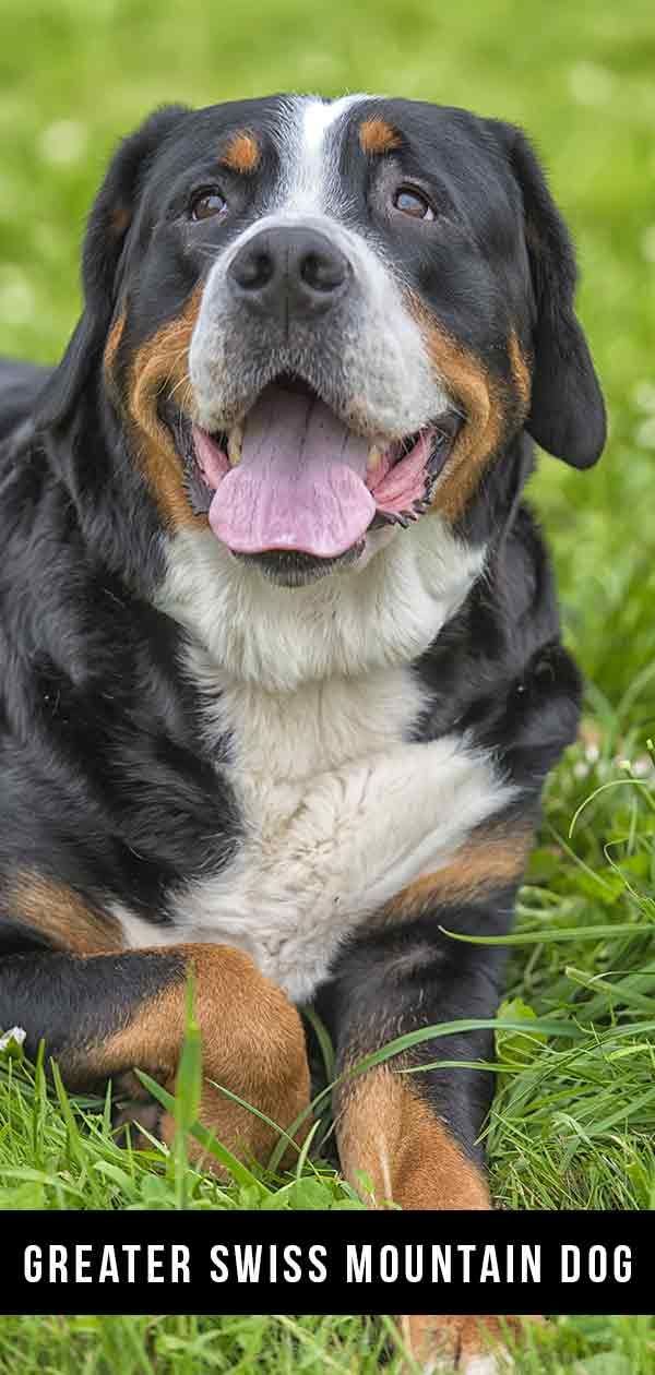 Ang Greater Swiss Mountain Dog Breed Information Center