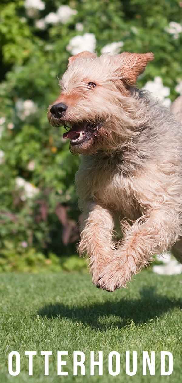 Otterhound: Haben Sie von Großbritanniens seltenstem Hund gehört?