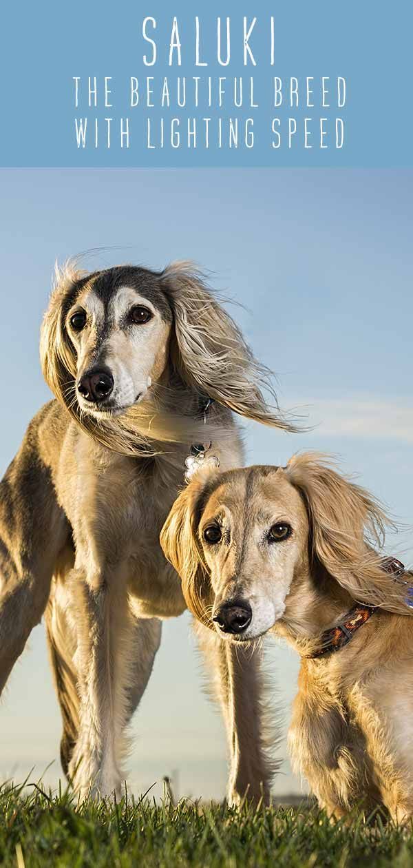 Centre d'information sur les chiens Saluki - La belle race à la vitesse de l'éclair