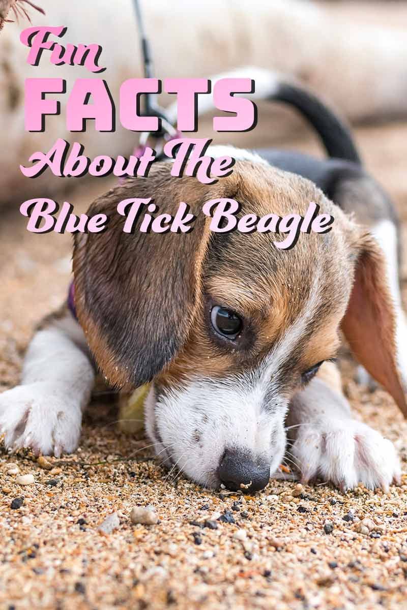 بلیو ٹک بیگل کے بارے میں 30 تفریحی حقائق - کتے کی نسلوں سے متعلق تفریحی حقائق