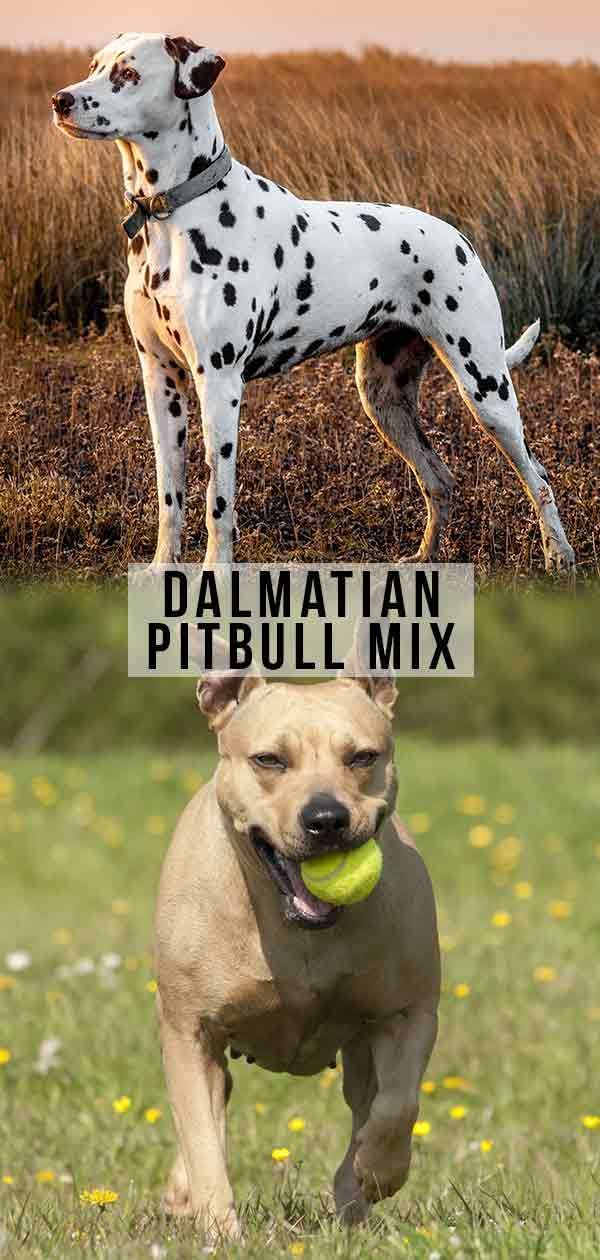 Dalmatian Pitbull Mix - Pitmatian เป็นสุนัขที่เหมาะกับคุณหรือไม่?