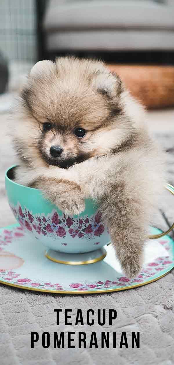 כוס תה פומרניאן: כל מה שאתה צריך לדעת על כלב זעיר באמת