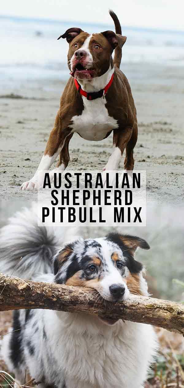 mešanica avstralskega ovčarja pitbull