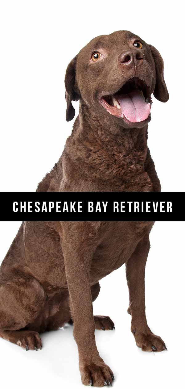 Centre d’informació sobre la raça de gos Chesapeake Bay Retriever