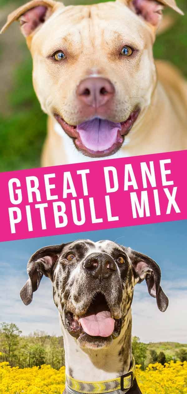 Great Dane Pitbull Mix Breed - גלה את הכלב הדני של Pitbull