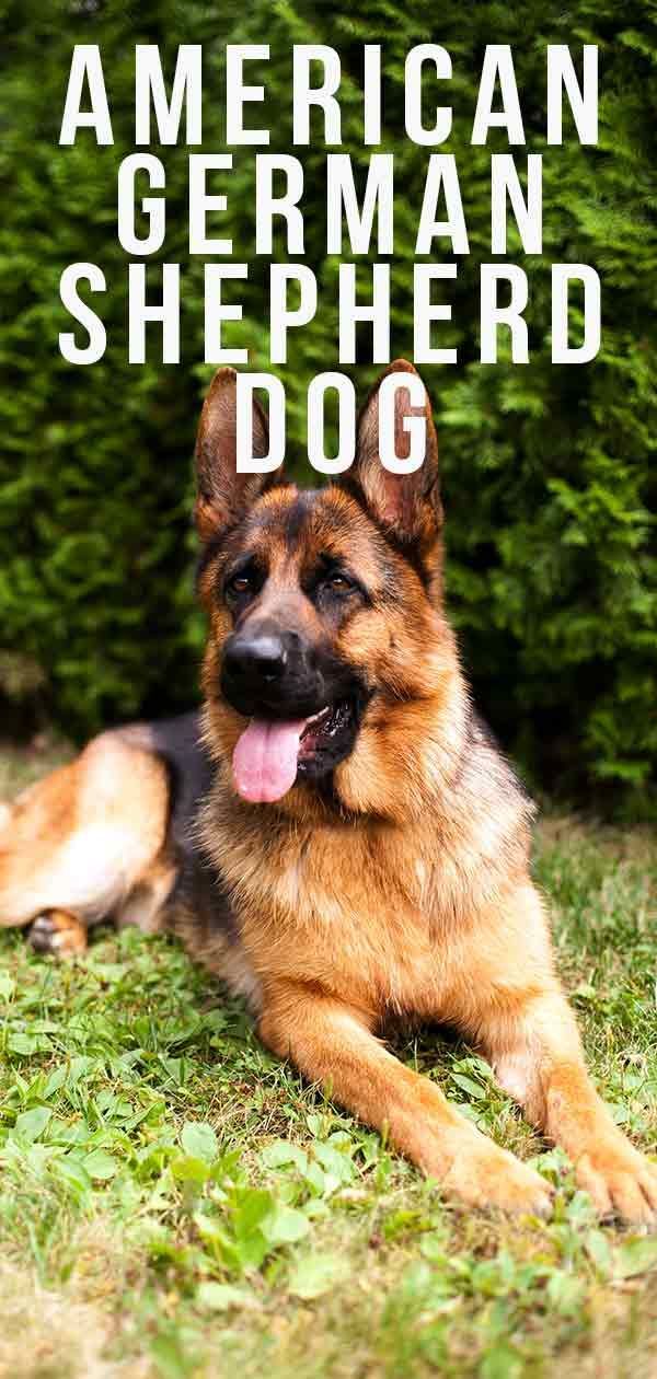 Cão pastor alemão americano - este cão é adequado para você?