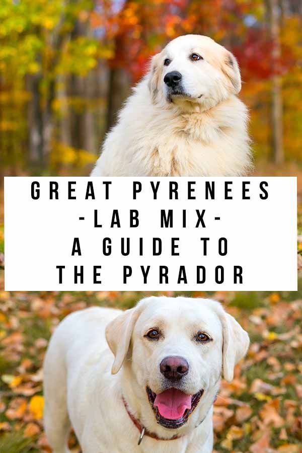 Great Pyrenees Lab Mix - popoln vodnik po Pyradorju