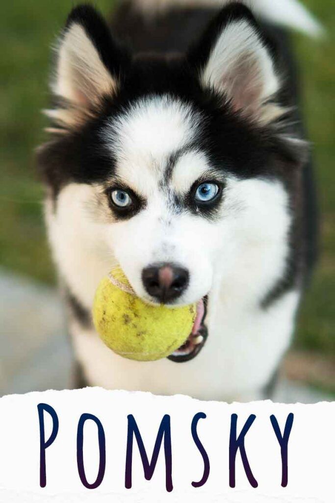 ポムスキー犬の情報–ハスキーポメラニアンミックス品種へのガイド