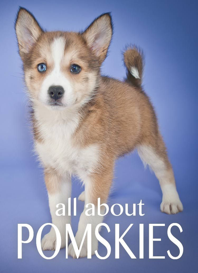 אם אתה חושב לקנות כלב פומסקי - זה מה שאתה צריך לקרוא