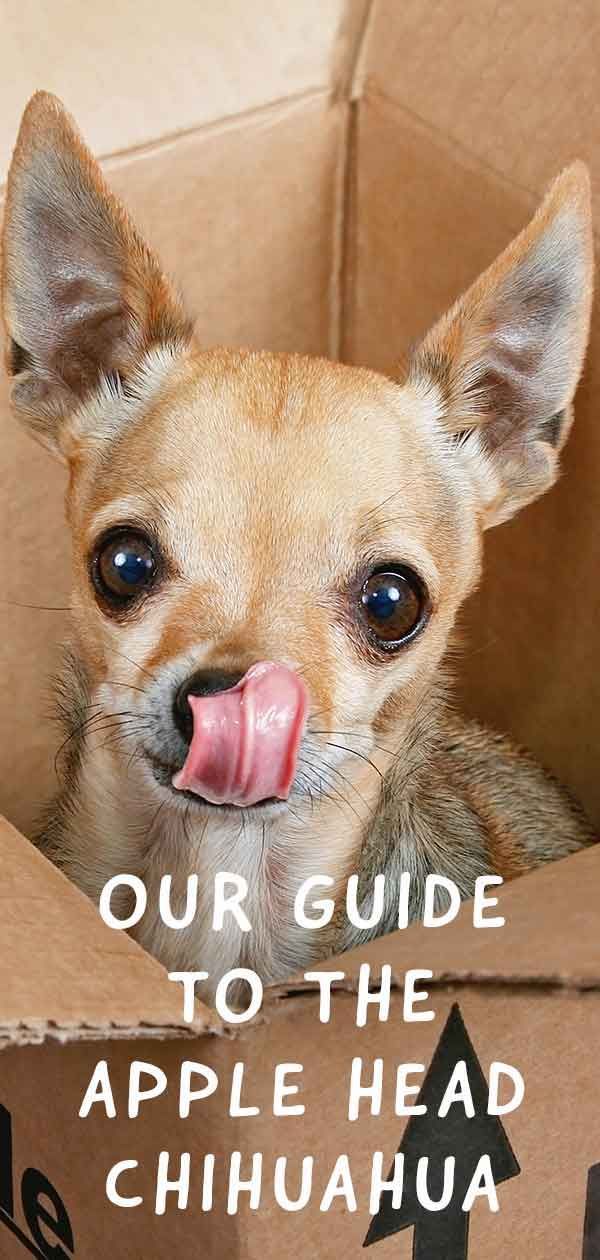 Chihuahua almafej - mit jelent ez a fejforma a kiskutyád számára