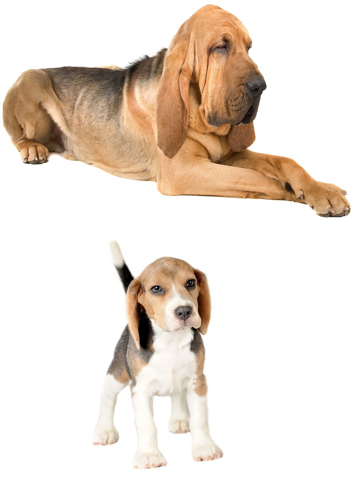 Beagle Bloodhound Mix - Unser Leitfaden für diese faszinierende Kreuzung