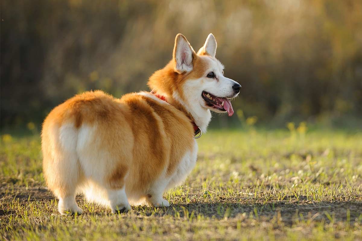 races de gossos gal·lesos