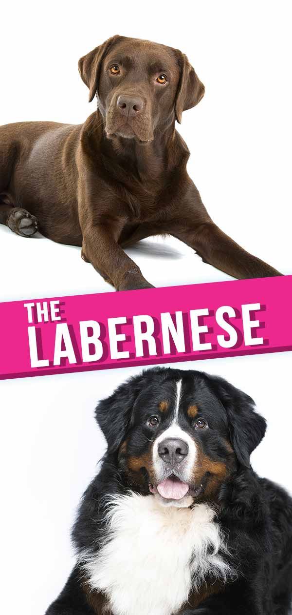 Labernese - Der Berner Sennenhund Lab Mix