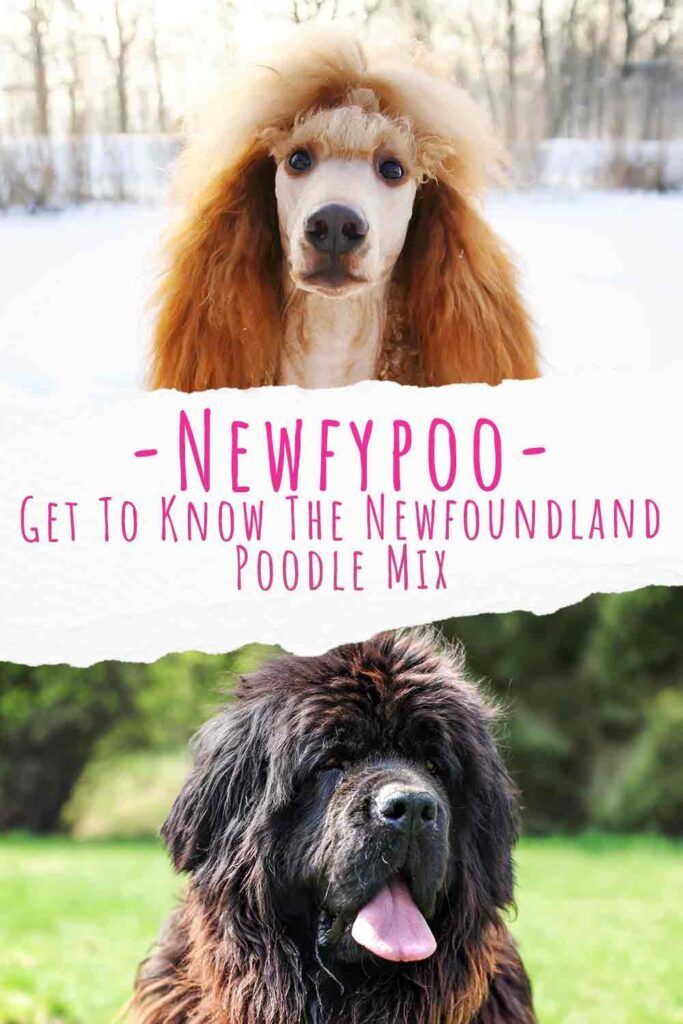 Newfypoo - מדריך מלא לגזע תערובת הפודל של ניופאונדלנד