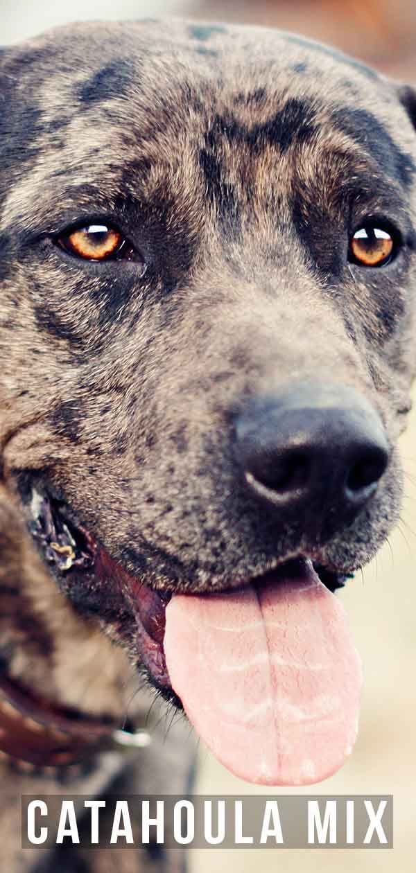 Catahoula Mix Dog: quins híbrids hi ha per a aquesta raça única?