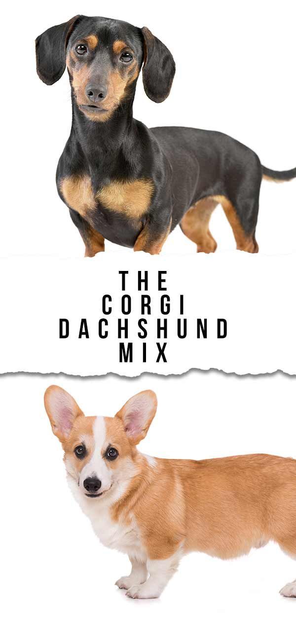 Dorgi Dog Information Center - Descubra a raça Dachshund Corgi Mix