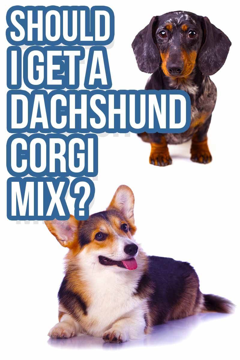 Ali naj dobim kombinacijo Dachshund Corgi? - Ocene mešanih pasem s spletnega mesta Happy Puppy.