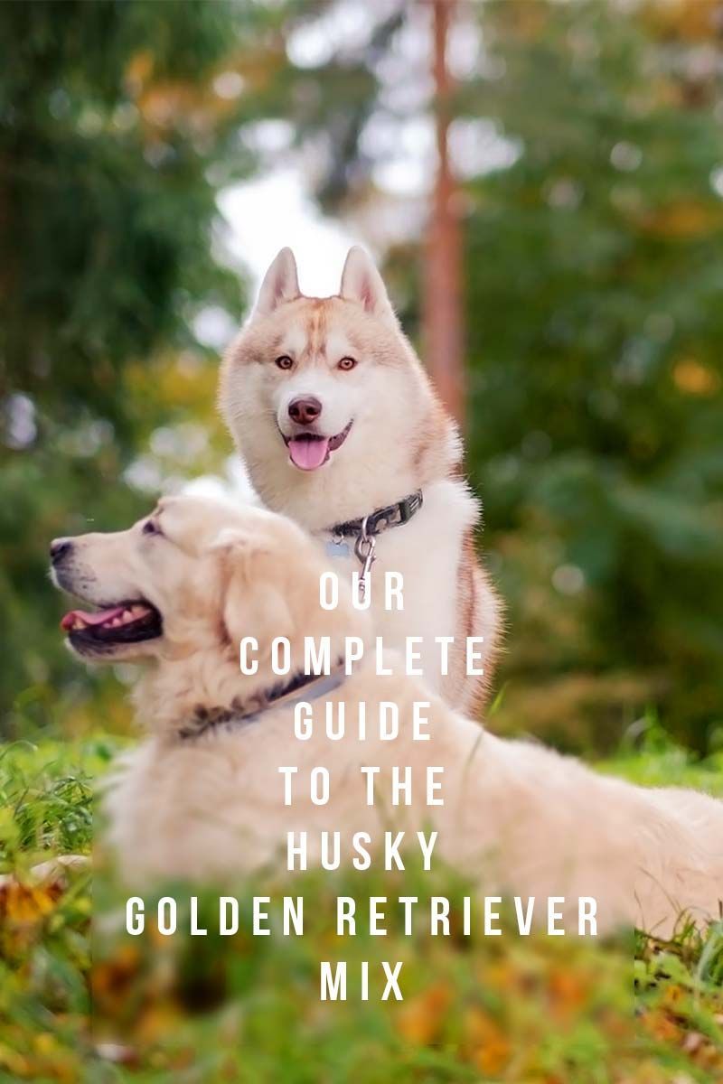 La nostra guia completa sobre la barreja Husky Golden Retriever