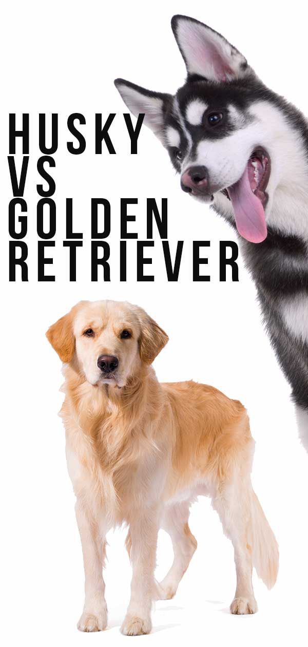 Husky vs Golden Retriever - Lequel vous convient le mieux?