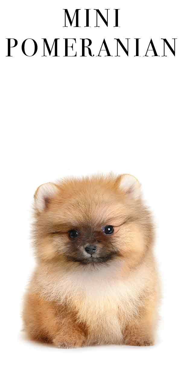 Mini Pomeranian - Würden Sie eine Mini-Version dieser verspielten Welpen lieben?