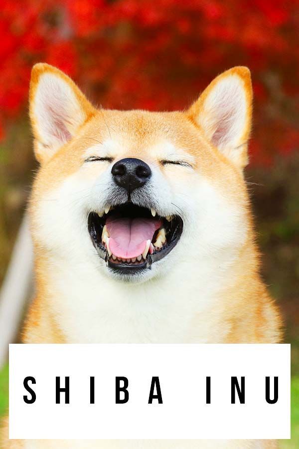 Informació sobre raça de gos Shiba Inu: meravellós gos de vigilància o mascota perfecta?