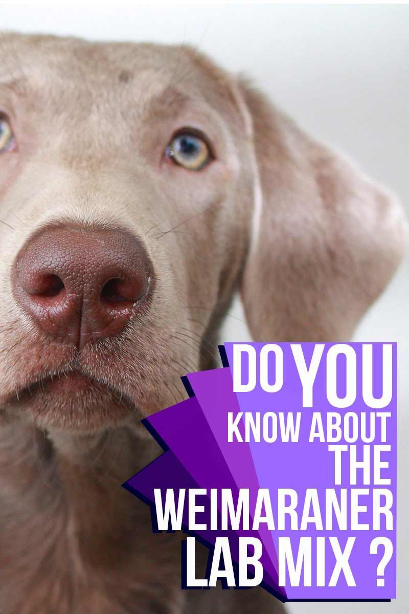 Connaissez-vous le mélange Weimaraner Labrador
