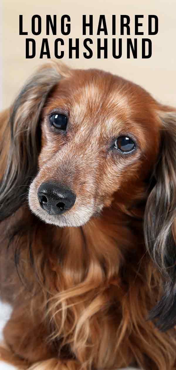 लंबे बालों वाली dachshund
