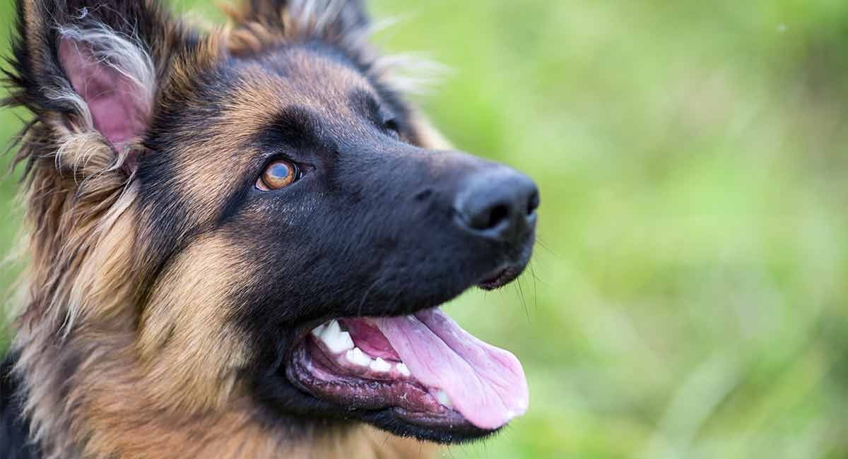 Antrenament și activități de păstor german - Distrați câinii inteligenți