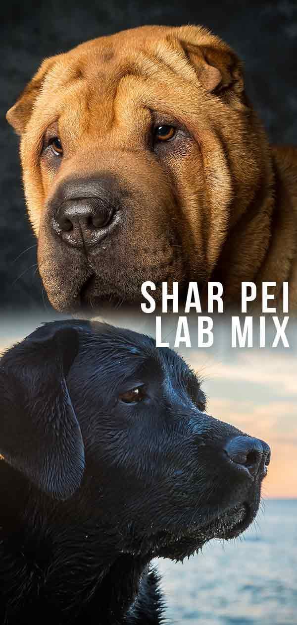 Shar Pei Lab Mix - Kung Saan ang Dog Dog ay Nakikilala sa Alagang Hayop ng Pamilya